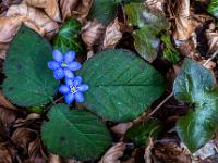 Leberblümchen Blüten umgeben von Brombeerblätter